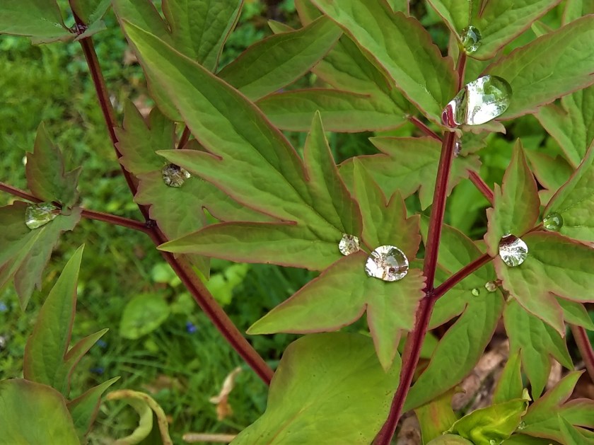 IMG_20180519_122802264