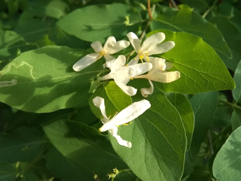 IMG_20180603_185635498