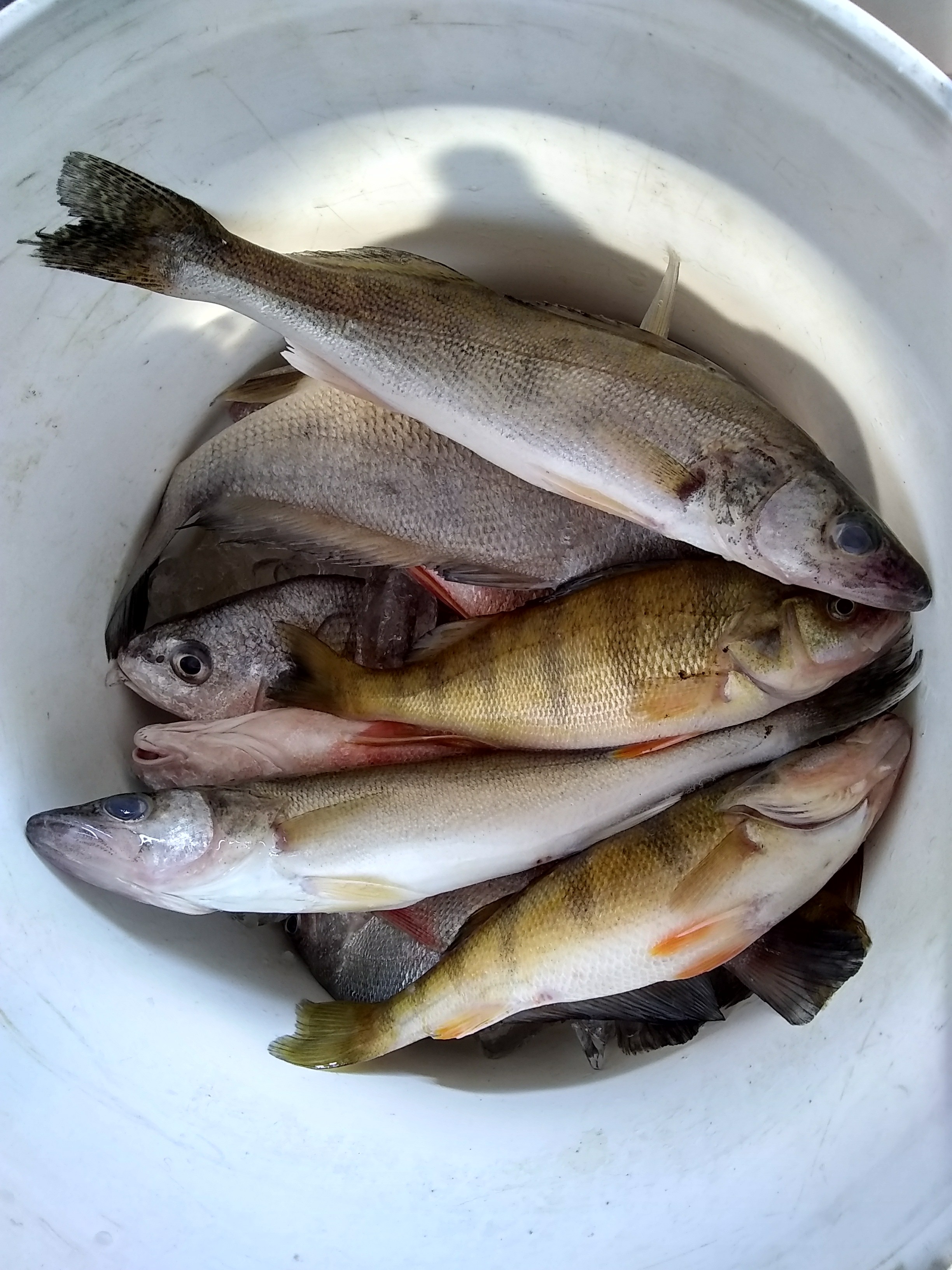 IMG_20180819_165052186_HDR