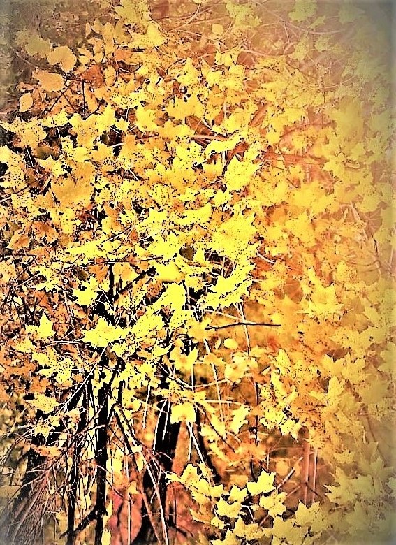 IMG_6393 - Copy (3).JPG