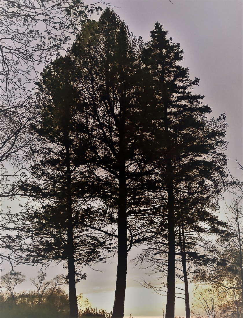 IMG_20190516_202037799 (4)