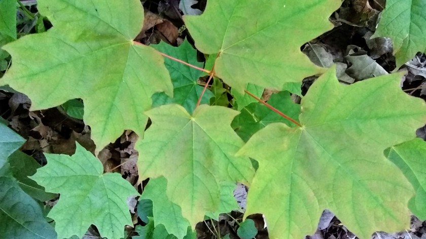 IMG_20190607_200141690