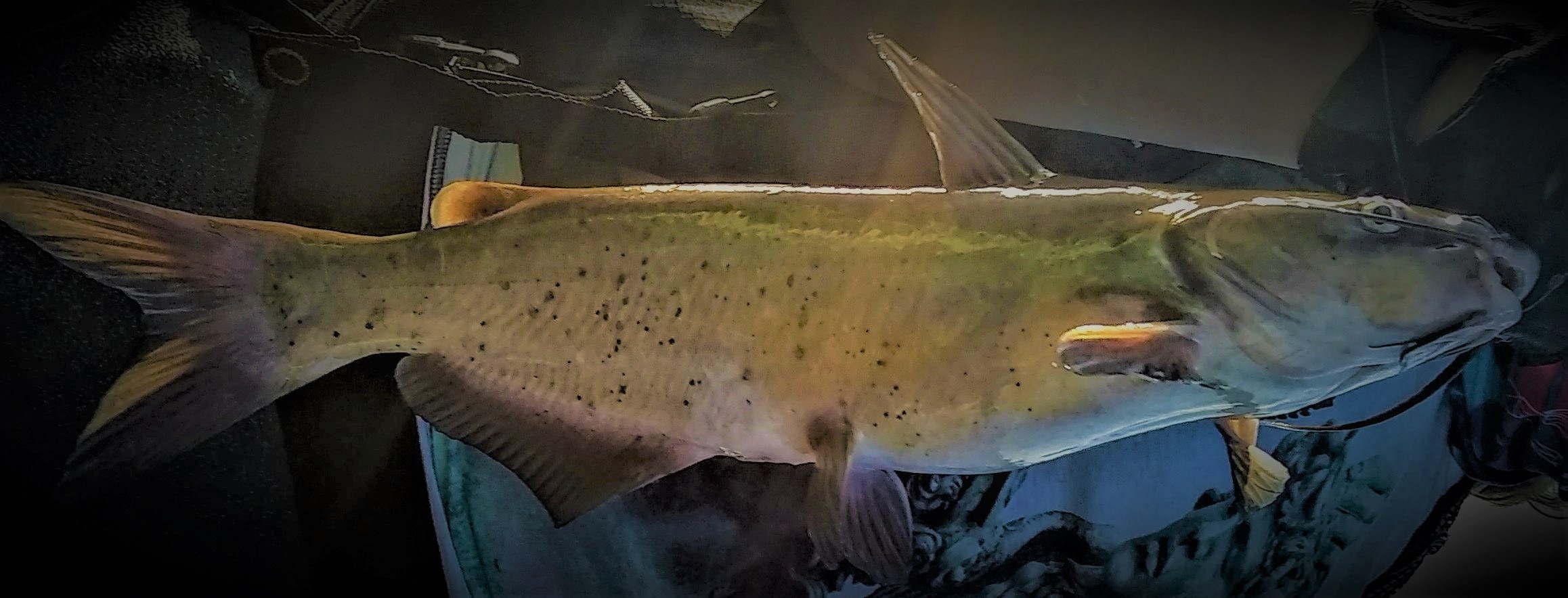 IMG_20190622_191911095 (4)