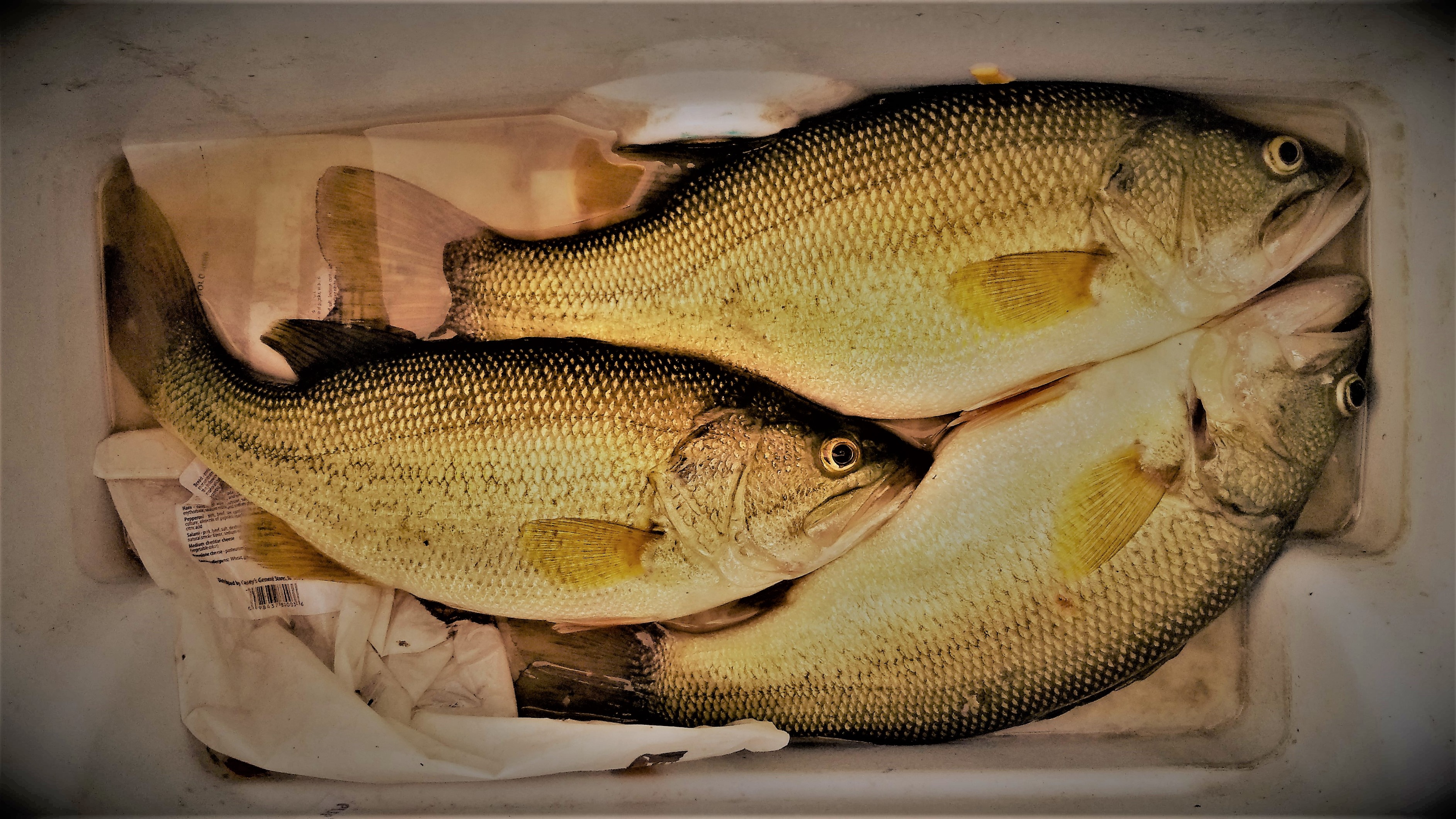 IMG_20190630_190724_01 (3).jpg