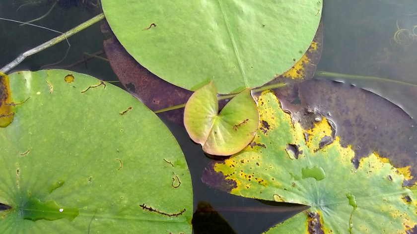 IMG_20190920_173436870