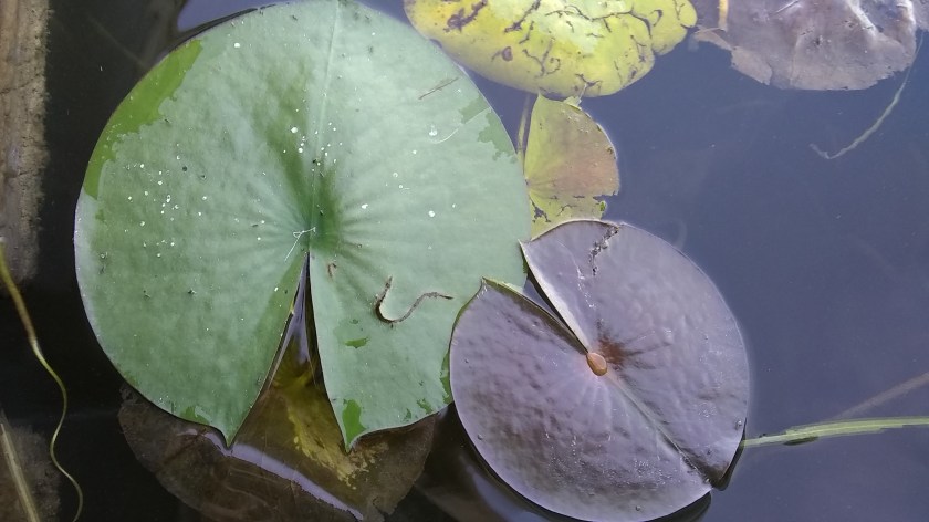 IMG_20190920_173539480