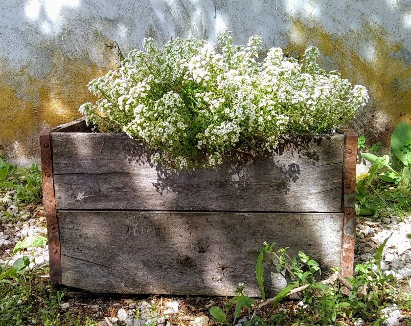 IMG_20190621_154934963