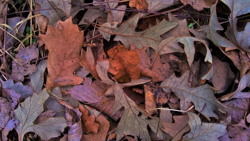 IMG_20200314_165907175